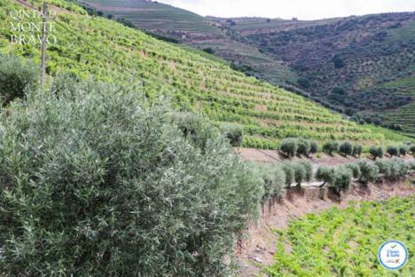 Вілла Quinta Do Monte Bravo - Douro - Quarto Duplo Ervedosa do Douro Екстер'єр фото